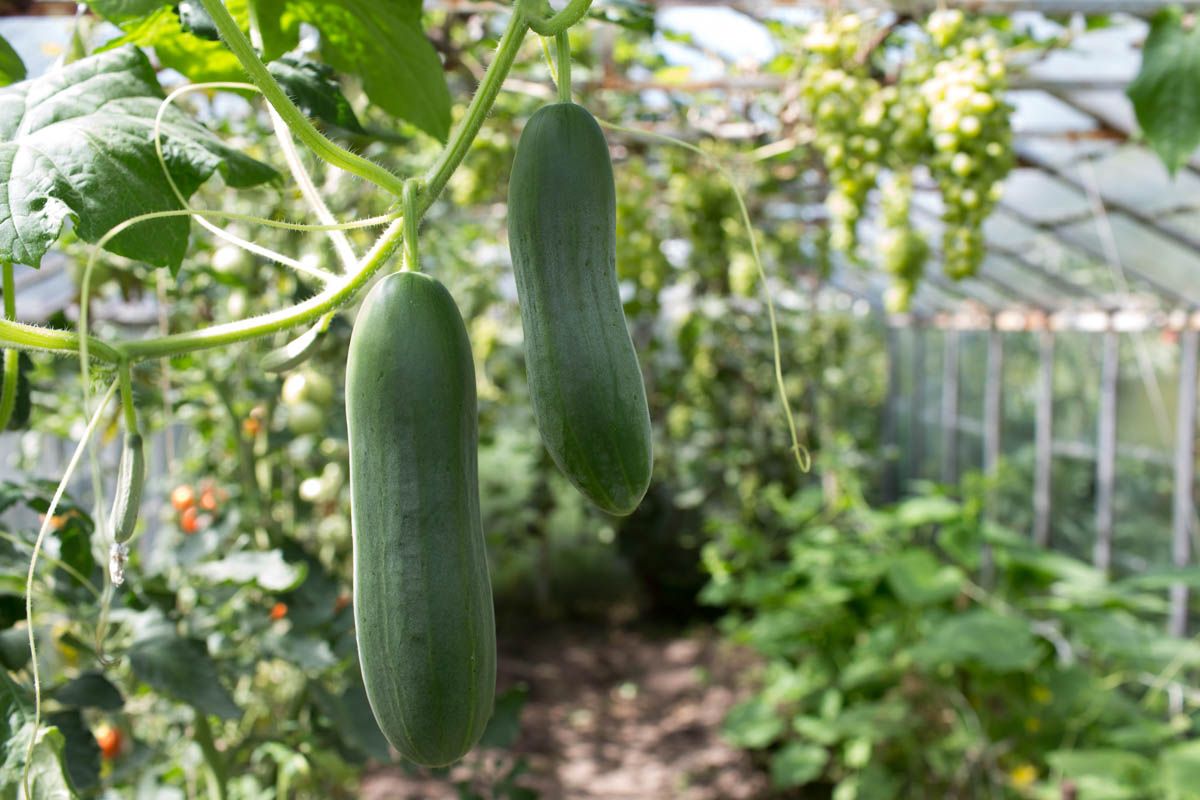 Namo na cucumbers a cikin wani greenhouse