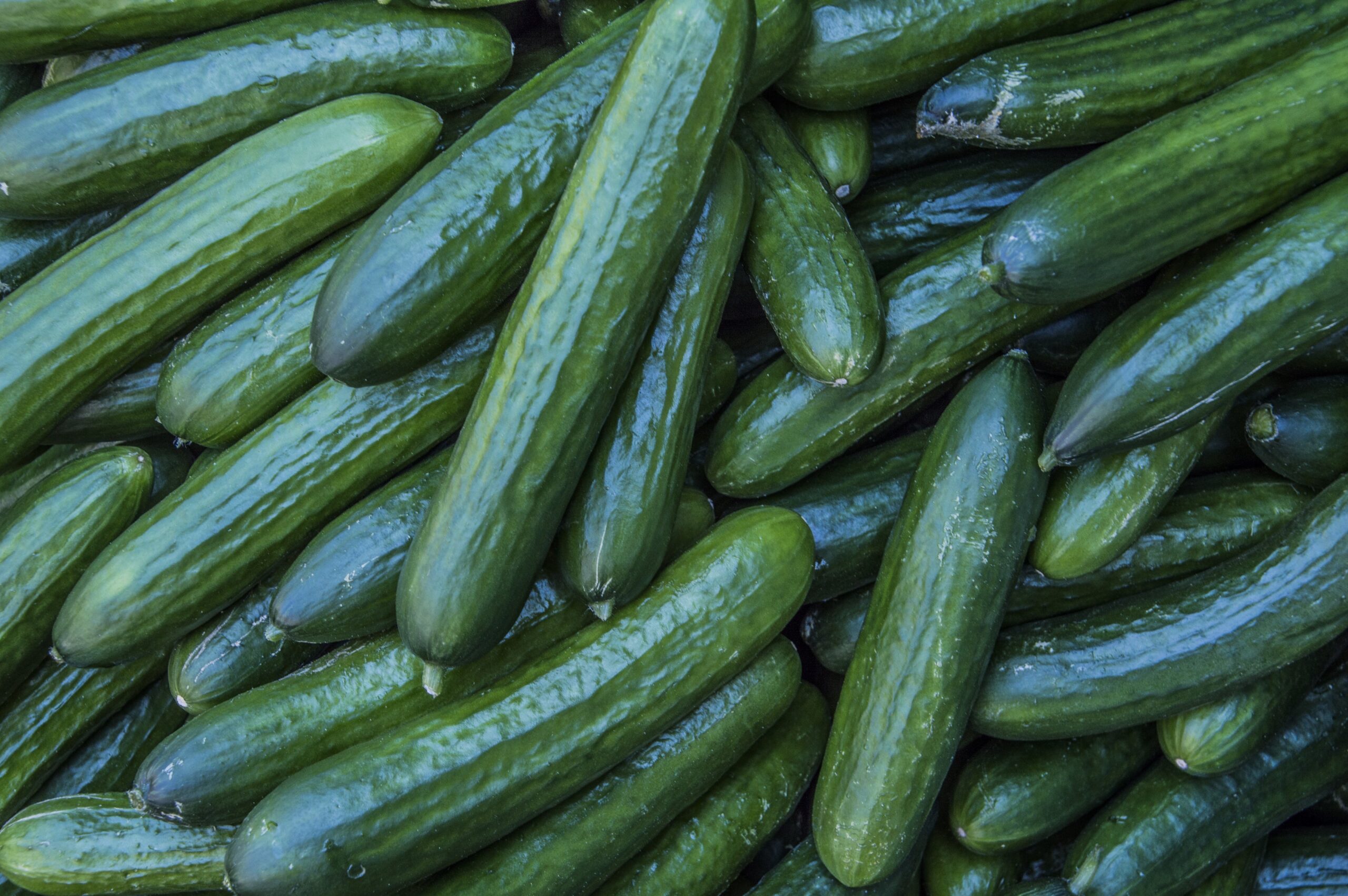 Sabbin hybrids na cucumbers masu albarka