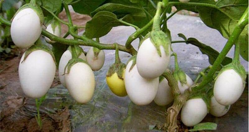 Siffofin girma farin eggplant