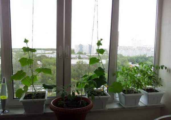 Yadda ake girma cucumbers a kan windowsill: shawarwari na ƙwararru akan zaɓi iri-iri da namowa