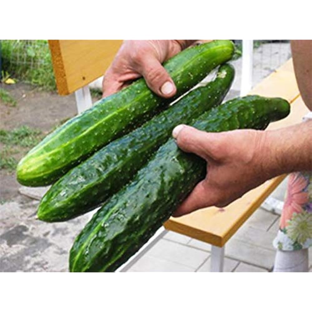 Yadda ake girma cucumbers: cikakken umarnin