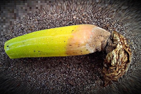 A cukkini rothadó okai és a termés megmentésének módjai