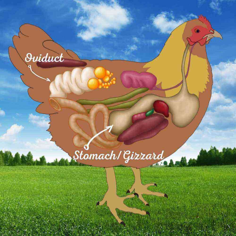 Csirkék: székrekedés kezelése csirkéknél