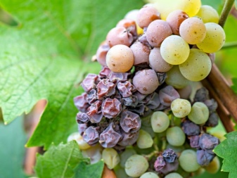 Miért jelent meg a penész a szőlőn és mit kell tenni?