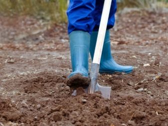Milyen talajt szeret a fokhagyma az őszi ültetéskor?