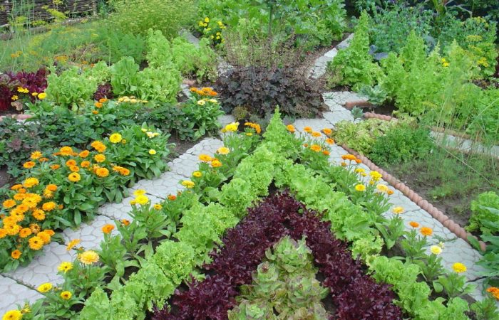 Paradicsom, paprika és uborka egy kertben – mit lehet a közelben ültetni, és hogyan befolyásolja a betakarítást