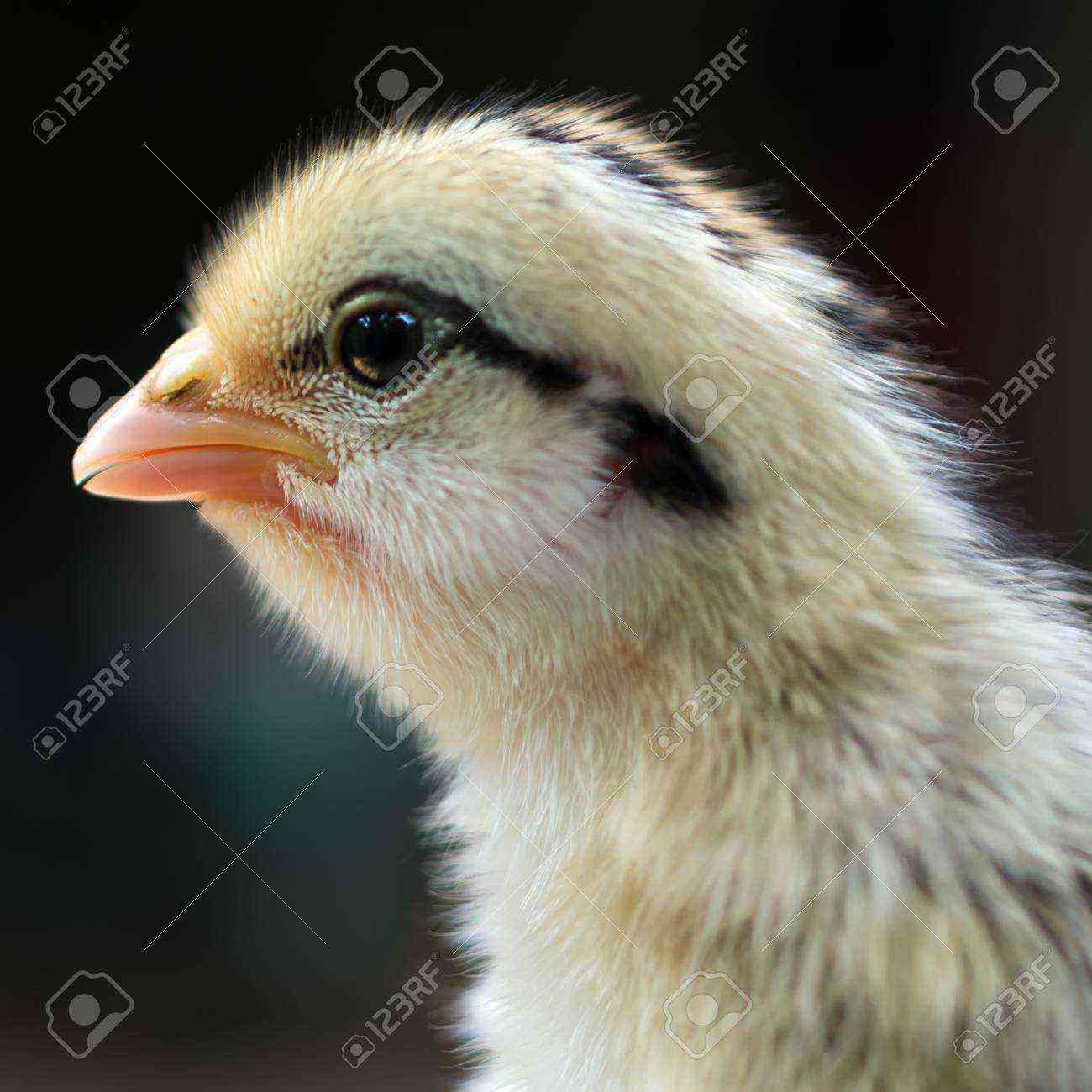 Csirkék: A csirkék becsukják a szemüket