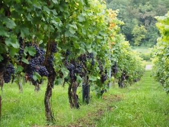 Apa dan bagaimana cara mengolah buah anggur?