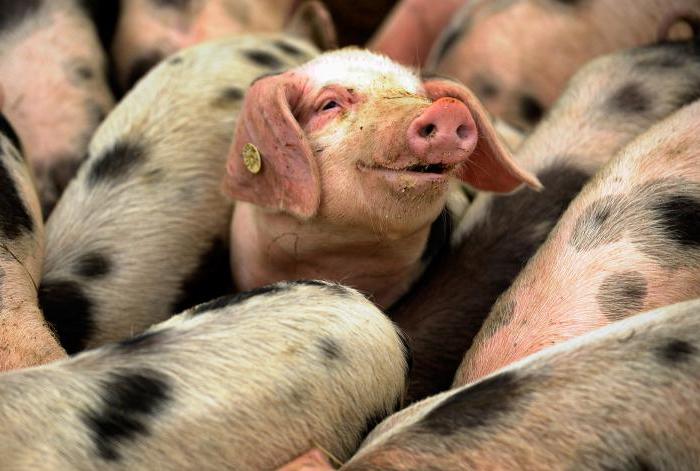 Apa dan bagaimana memberi makan anak babi dari berbagai usia?