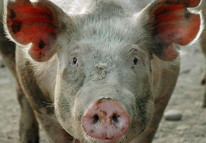 Apa itu kudis sarcoptic babi dan bagaimana pengobatannya?