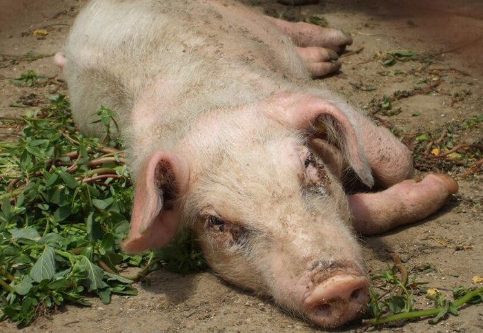 Apa yang harus dilakukan jika anak babi tidak bisa berdiri dan bagaimana cara mengobatinya