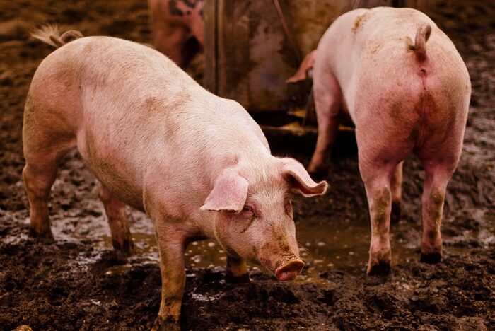Apa yang harus dilakukan jika babi bersendawa?