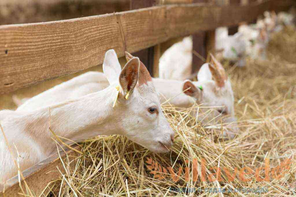 Apa yang harus dilakukan jika kambing tidak makan