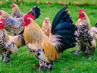 Ayam hias: ras populer dan ciri-ciri isinya