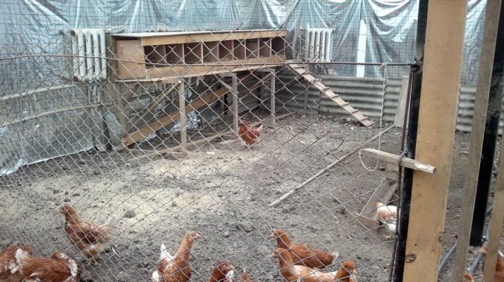 Bagaimana cara membuat kandang ayam untuk 10 ekor ayam?