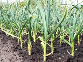 Bagaimana cara menyiapkan bawang putih untuk ditanam di musim gugur?