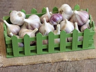Bagaimana cara menyiapkan bawang putih untuk ditanam?