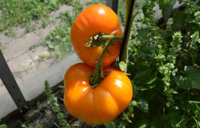 Bagaimana memilih varietas tomat awal yang tepat untuk ditanam di rumah kaca dan di lapangan terbuka