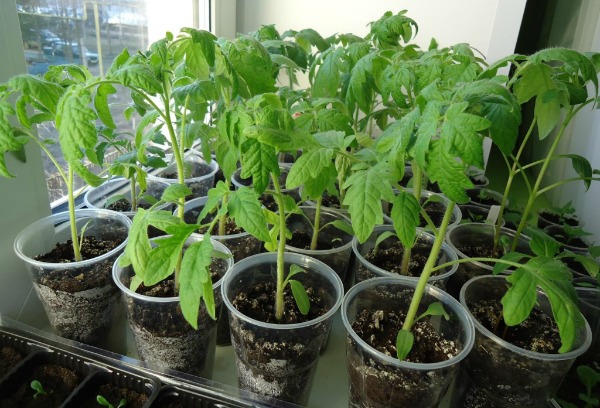 Bibit tomat berbunga sebelum ditanam di tanah
