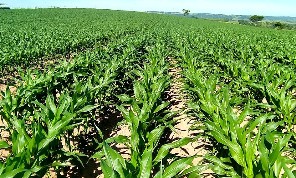 Biostimulan: penggunaan di bidang pertanian memberikan hasil yang baik