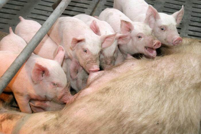 Cara mengembangbiakkan susu bubuk untuk anak babi dan proporsinya