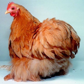 Deskripsi ayam Rhode Island tentang ras, ciri-ciri reproduksi, perawatan dan pemberian makan.  Penyakit, pencegahan dan pengobatannya