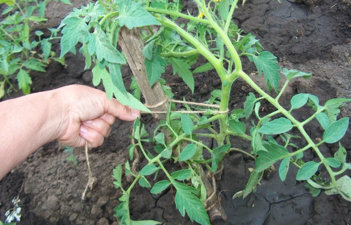 Hapus tanpa belas kasihan: pelajari cara membentuk tomat menjadi satu batang dengan benar