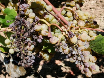 Jamur abu-abu pada buah anggur