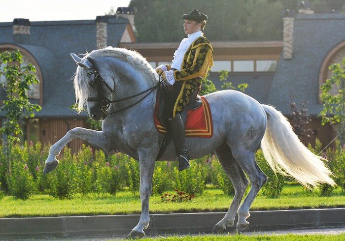 Jenis kuda Andalusia