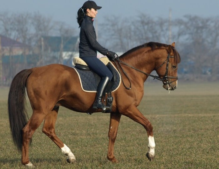 Jenis kuda Budyonnovskaya