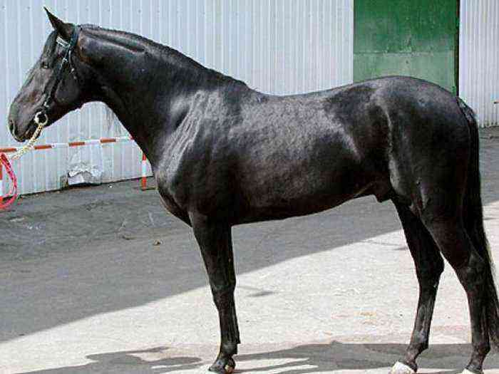 Jenis kuda Karabair