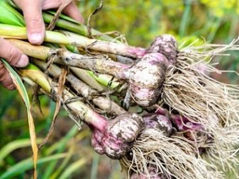 Kapan dan bagaimana cara memanen bawang putih?