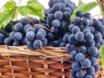 Mempercepat pematangan buah anggur