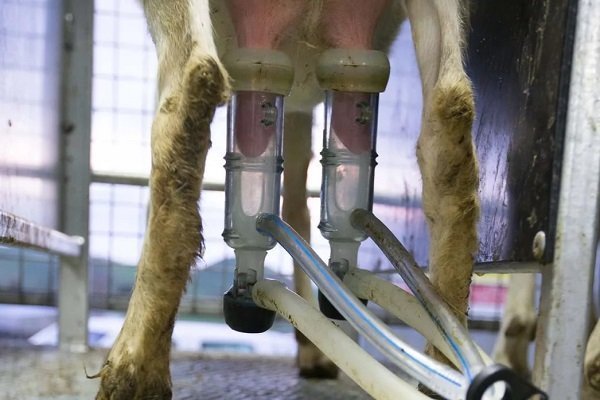 Mesin pemerah susu kambing: beli atau lakukan sendiri?