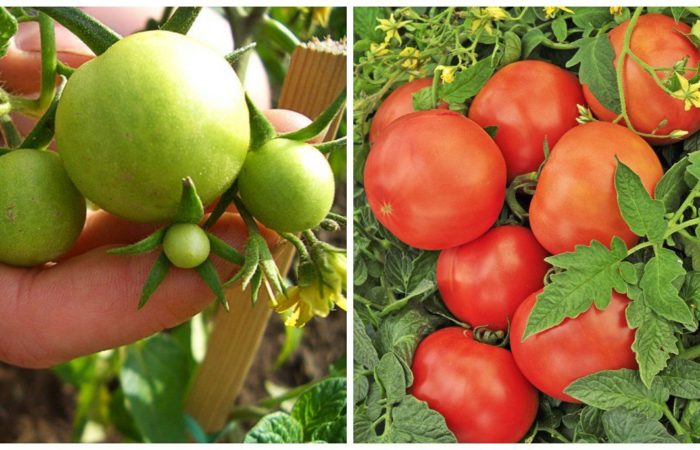 Nuansa warna dan rasa tomat “Andromeda” – karakteristik varietas, ciri-ciri perawatan, tips menanam