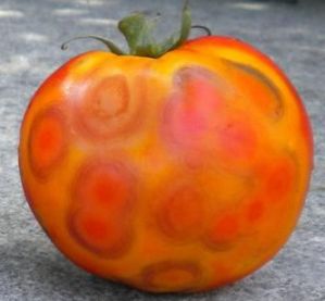Penyakit tomat – deskripsi dengan foto, metode pengobatan
