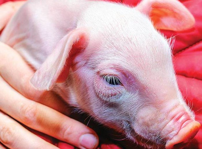 Penyebab dan pengobatan parakeratosis pada anak babi