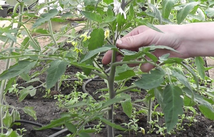 Perhatian: tomat di rumah kaca – mengapa sangat penting untuk panen yang baik untuk membentuk batang dengan benar di dekat semak tomat