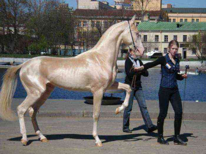 Pindos (Tesal horse)