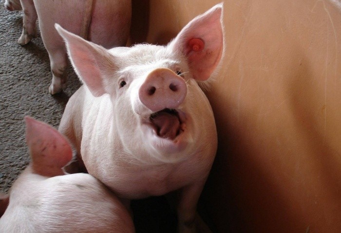Rinitis atrofi menular pada babi