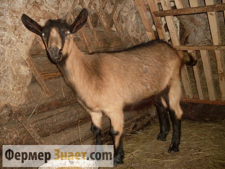 Segala sesuatu yang perlu diketahui oleh peternak pemula tentang kambing Ceko