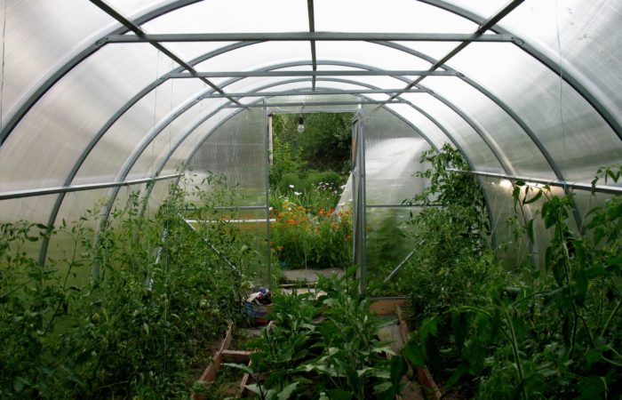 Skema penanaman tomat di rumah kaca – garis depan tanaman