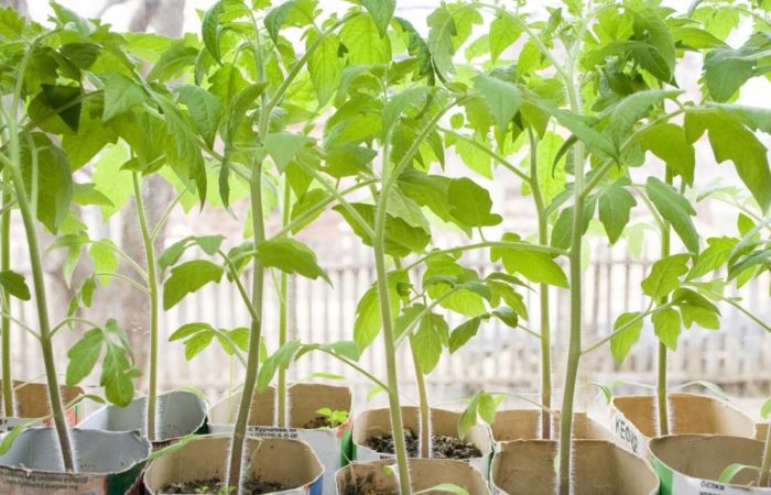 Taman di ambang jendela: indah dan lezat – ciri-ciri menanam tomat di rumah