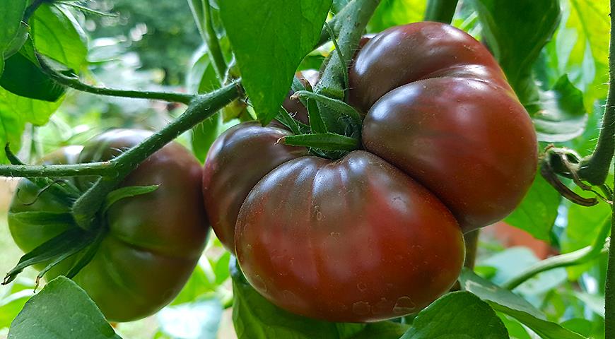 Tomat hitam: varietas dan hibrida tomat hitam terbaik untuk ditanam di rumah kaca