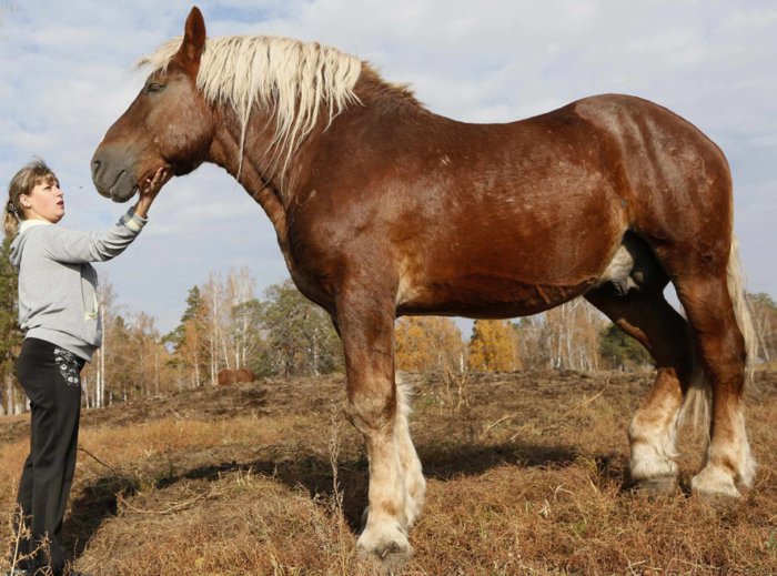 Truk berat Rusia jenis kuda