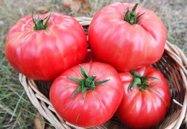 Variasi tomat "Banteng Dahi": pahlawan bersahaja