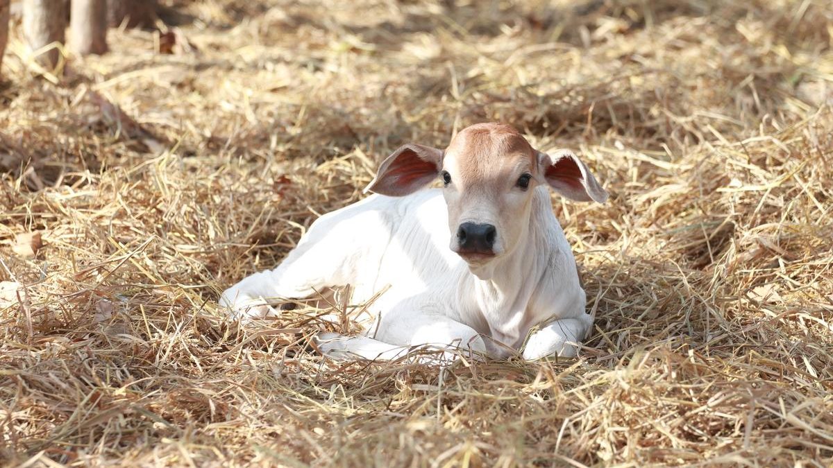 Apa yang harus dilakukan jika anak sapi tidak makan dengan baik?