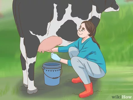 Bagaimana cara memerah susu sapi dengan cara manual dan perangkat keras?
