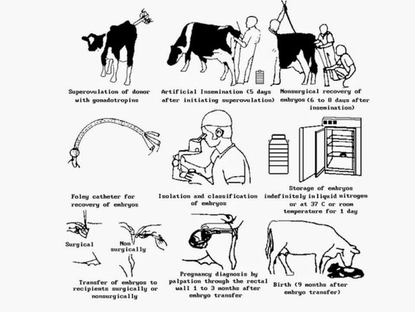 Bagaimana cara memerah susu sapi setelah melahirkan?