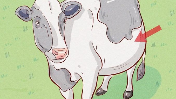 Bagaimana cara menghidupkan perut anak sapi saat berhenti?